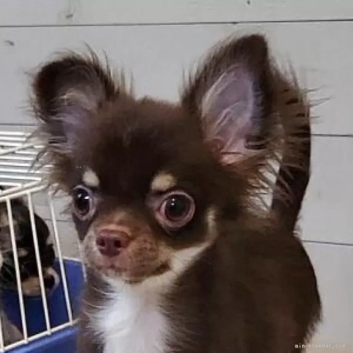 K.N 様のお迎えした子犬