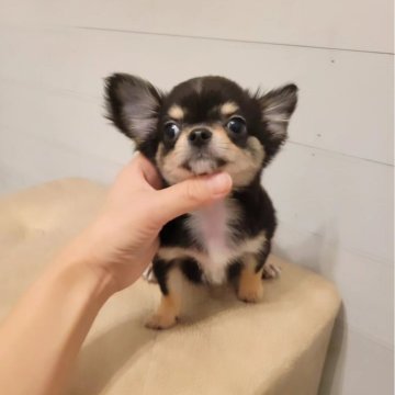 チワワ(ロング)【滋賀県・男の子・2025年9月9日・ブラックタン】の写真「人が大好き💕」