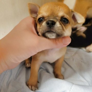 チワワ(スムース)【滋賀県・男の子・2025年6月14日・レッド】の写真「めちゃくちゃ可愛いスムチ♥️」