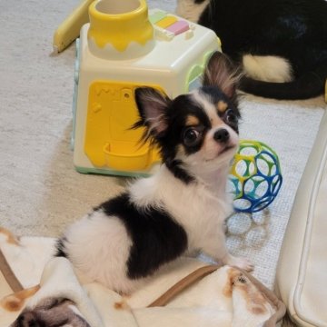 チワワ(ロング)【滋賀県・女の子・2025年8月6日・ブラックスポテッドオンホワイト】の写真「めちゃくちゃ可愛い子♥️即お迎え可能」