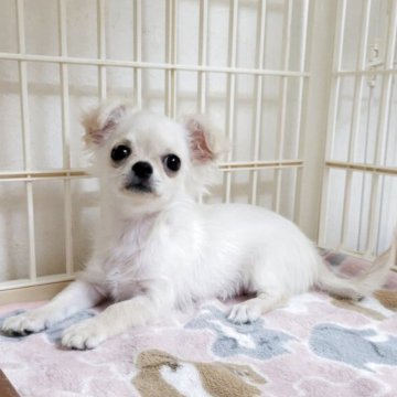 チワワ(ロング)【滋賀県・女の子・2025年8月8日・クリーム】の写真「めちゃくちゃ可愛い子♥️即お迎え可能」