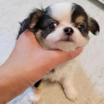 チワワ(ロング)【滋賀県・男の子・2025年7月3日・トライ】の写真「モフモフいけめんくん♥️」
