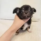 チワワ(ロング)