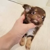 チワワ(ロング)