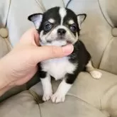チワワ(スムース)