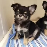 チワワ(ロング)