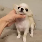 チワワ(ロング)