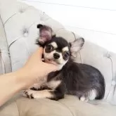 チワワ(ロング)