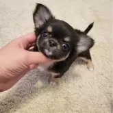 チワワ(ロング)