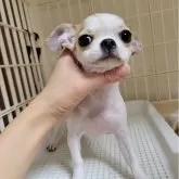 チワワ(スムース)