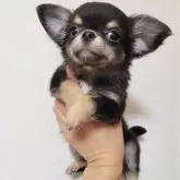 チワワ(ロング)