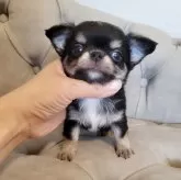 チワワ(ロング)