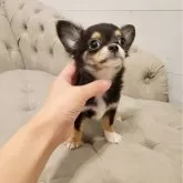 チワワ(ロング)