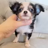 チワワ(ロング)