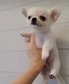 チワワ(ロング)【滋賀県・男の子・2025年9月9日・クリーム】の写真2