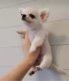 チワワ(ロング)【滋賀県・男の子・2025年9月9日・クリーム】の写真4