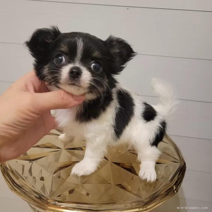 ID:2408-00851の子犬