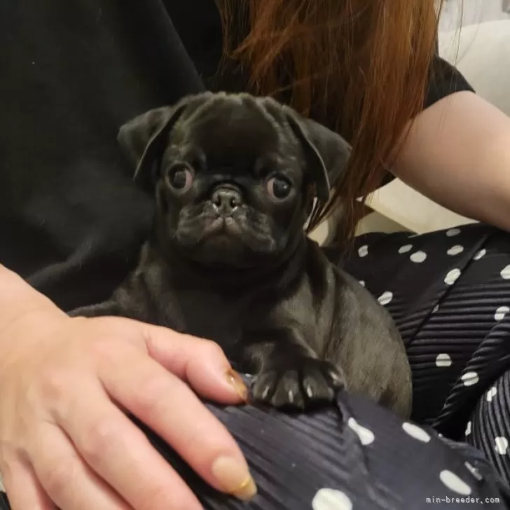 T.A 様のお迎えした子犬