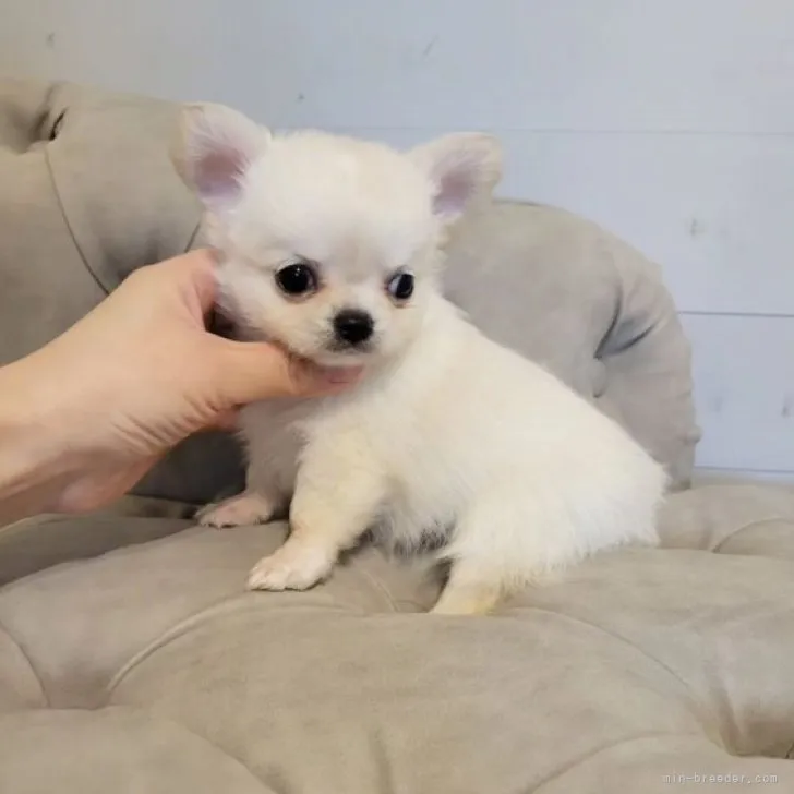 ID:2311-05108の子犬