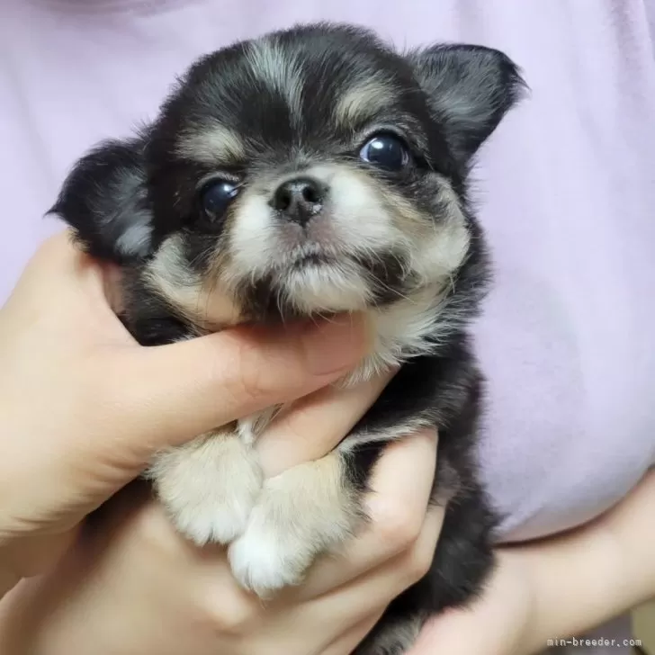 ID：2408-00205の子犬