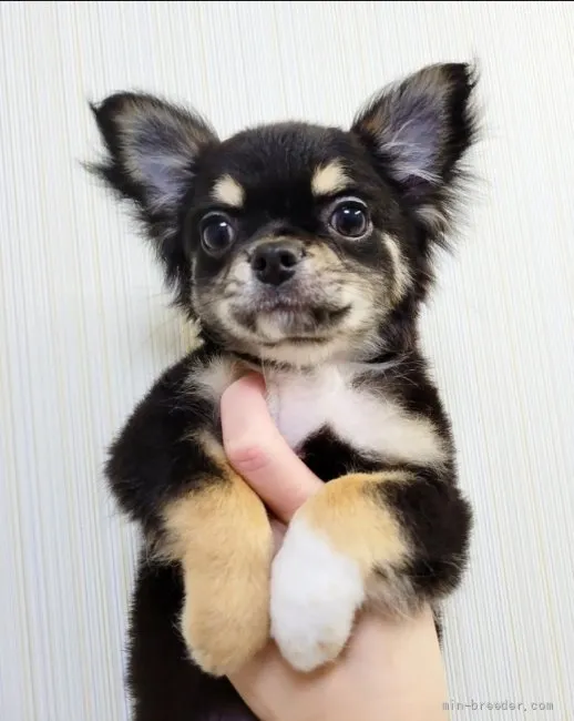ID:2201-00015の子犬