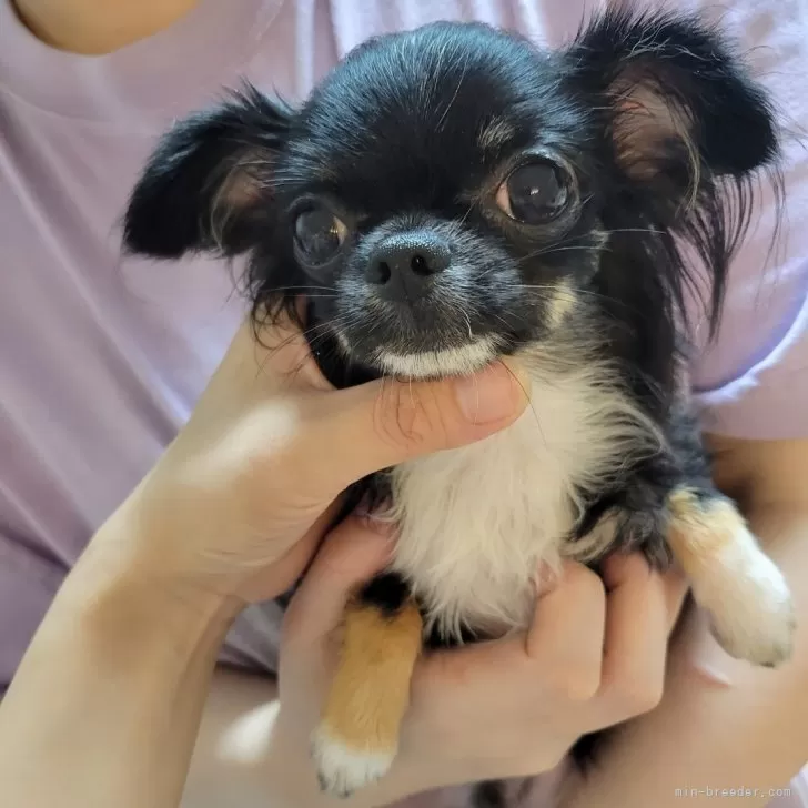 ID:2403-04615の子犬