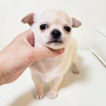 チワワ(スムース)【滋賀県・女の子・2023年3月27日・クリーム】の写真「たれめ♥️」