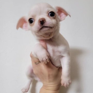チワワ(スムース)【滋賀県・男の子・2024年1月10日・ホワイトクリーム】の写真「タレ目な可愛いぼく♥️」