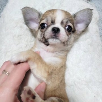 チワワ(ロング)【滋賀県・女の子・2023年10月9日・フォーンホワイト】の写真「可愛いタレ目ちゃん♥️」