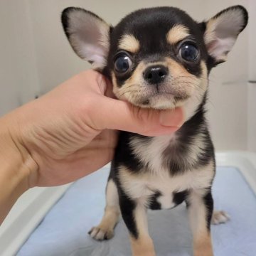 チワワ(スムース)【滋賀県・男の子・2023年10月9日・ブラックタン】の写真「イケメンのぼく♥️」