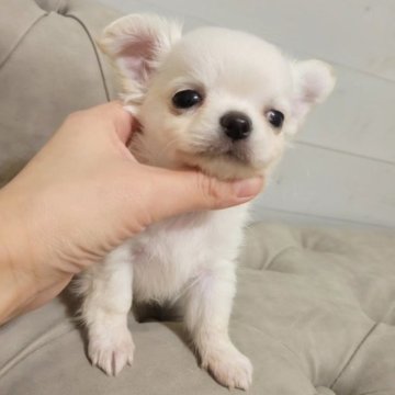 チワワ(ロング)【滋賀県・男の子・2023年10月8日・クリーム】の写真「可愛いたれめくん♥️」