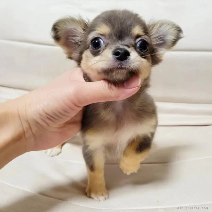 ID:2210-00944の子犬