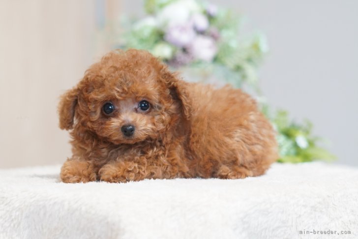 当犬舎の看板犬です。｜板倉　友和(いたくら　ともかず)ブリーダー(群馬県・トイプードルなど・JKC登録)の紹介写真1