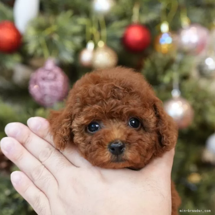 ID：2412-02472の子犬