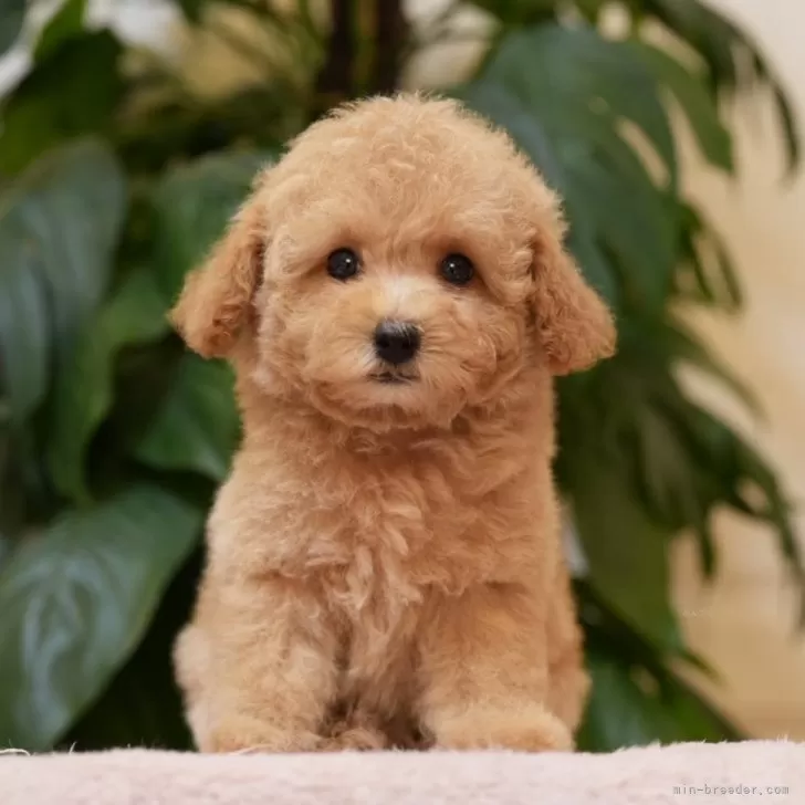 ID:2507-08718の子犬