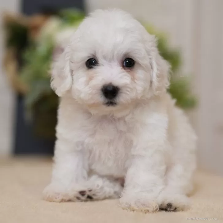 はるちゃん 様のお迎えした子犬