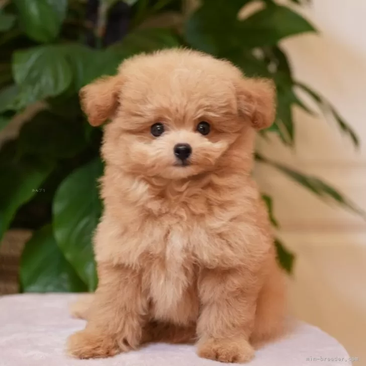 ID:2507-04342の子犬