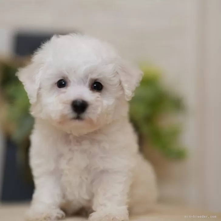 J.H 様のお迎えした子犬