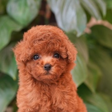 タイニープードル【千葉県・男の子・2025年9月15日・レッド】の写真「群馬県渋川市見学可能💐他男の子3匹見学可能。」
