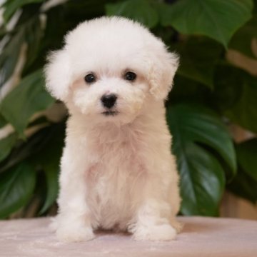 ビションフリーゼ【千葉県・女の子・2025年6月9日・ホワイト】の写真「小さめビション🐶群馬県見学可能です💐」