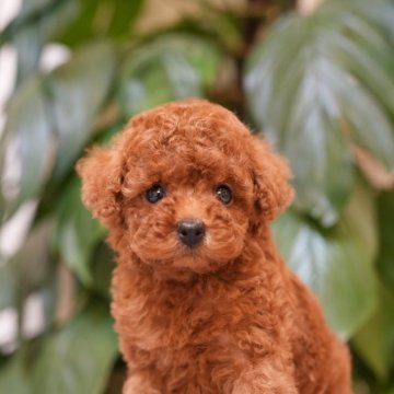 タイニープードル【千葉県・男の子・2025年8月24日・レッド】の写真「目が大きめな子」