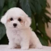 ビションフリーゼ
