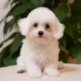 ビションフリーゼ