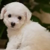 ビションフリーゼ