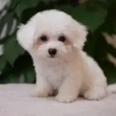 ビションフリーゼ