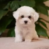 ビションフリーゼ