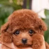 タイニープードル