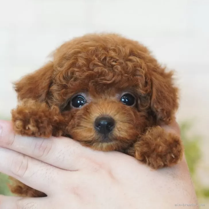 ID:2409-01223の子犬