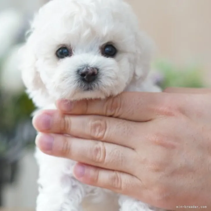 ID：2304-00846の子犬