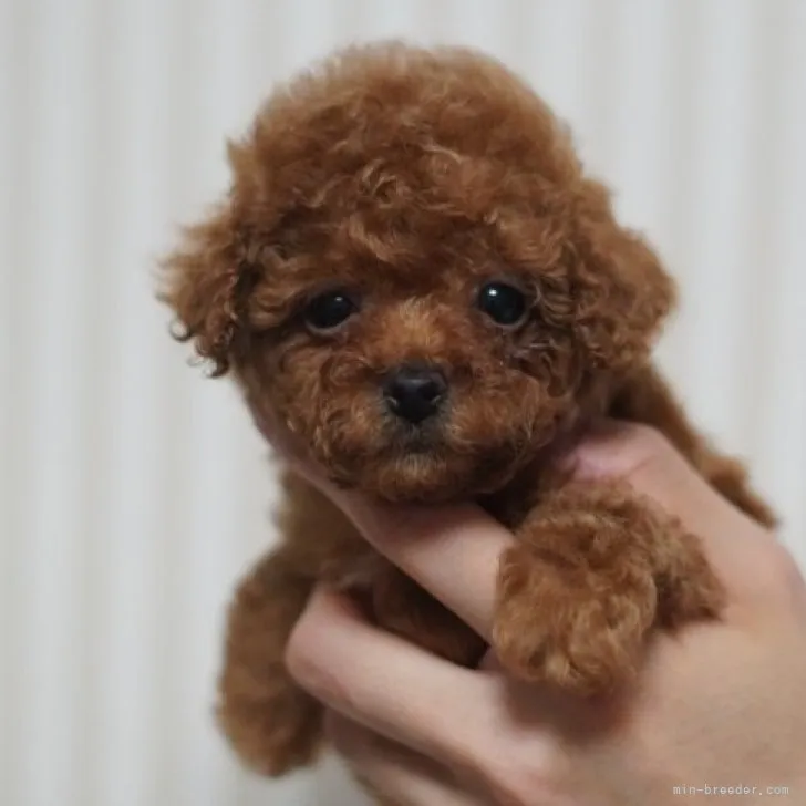 ID:2301-04077の子犬